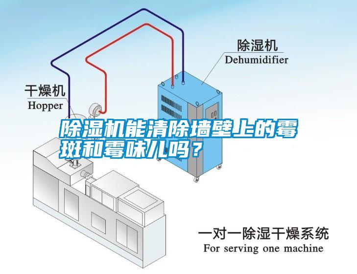 除濕機能清除墻壁上的霉斑和霉味兒嗎？