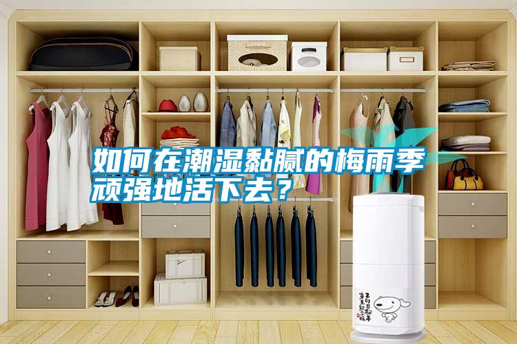 如何在潮濕黏膩的梅雨季頑強地活下去？