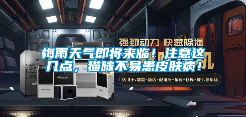 梅雨天氣即將來臨！注意這幾點，貓咪不易患皮膚病！