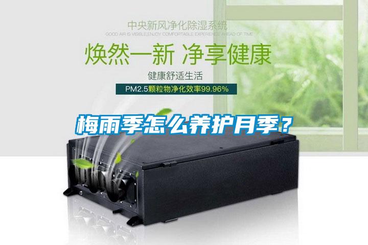 梅雨季怎么養護月季？